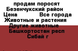 продам поросят .Безенчукский район  › Цена ­ 2 500 - Все города Животные и растения » Другие животные   . Башкортостан респ.,Сибай г.